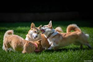 Julien SESIA - Julien-Sésia-Photographie©