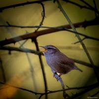Julien SESIA - Julien-Sésia-Photographie©